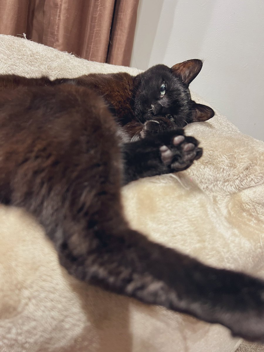 黒豆で柔らかい肉球🐾