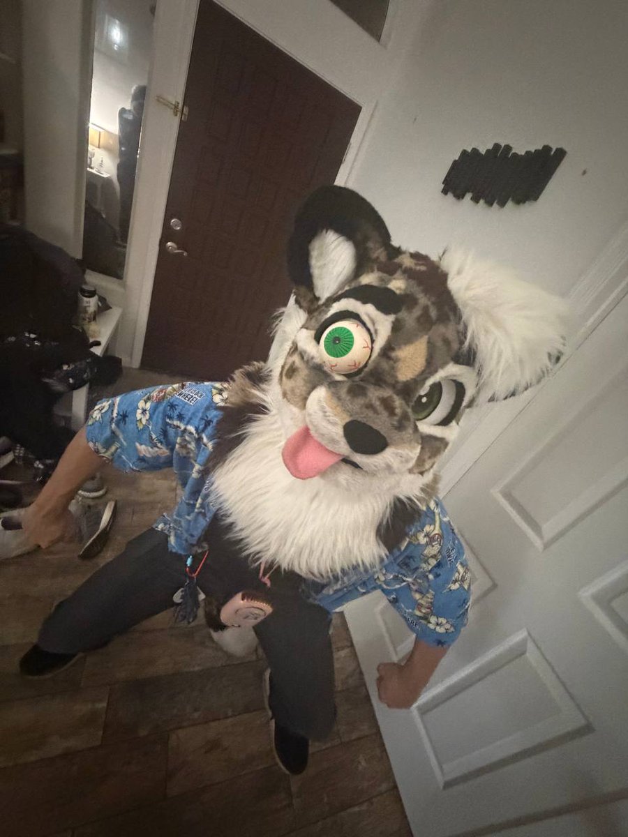 Cardboard Cat tweet media
