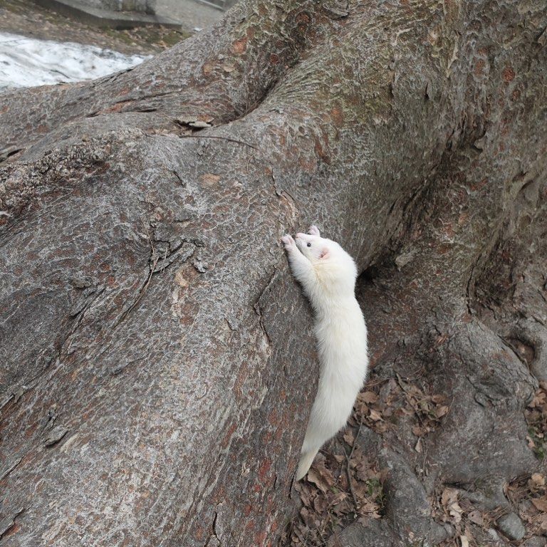 Ferret Every Hour tweet media