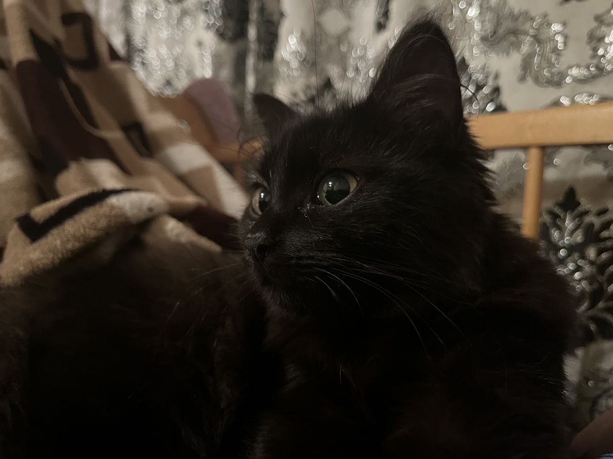 Black cats are not bad luck tweet media