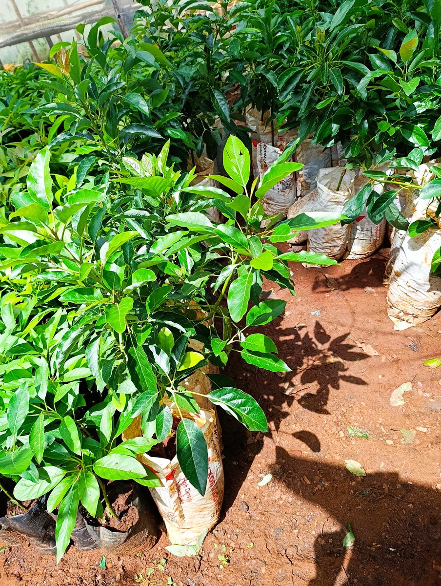 Ukulima Modern || 𝗧𝗵𝗲 𝗙𝗮𝗿𝗺𝗲𝗿𝘀 𝗚𝘂𝗶𝗱𝗲 tweet media