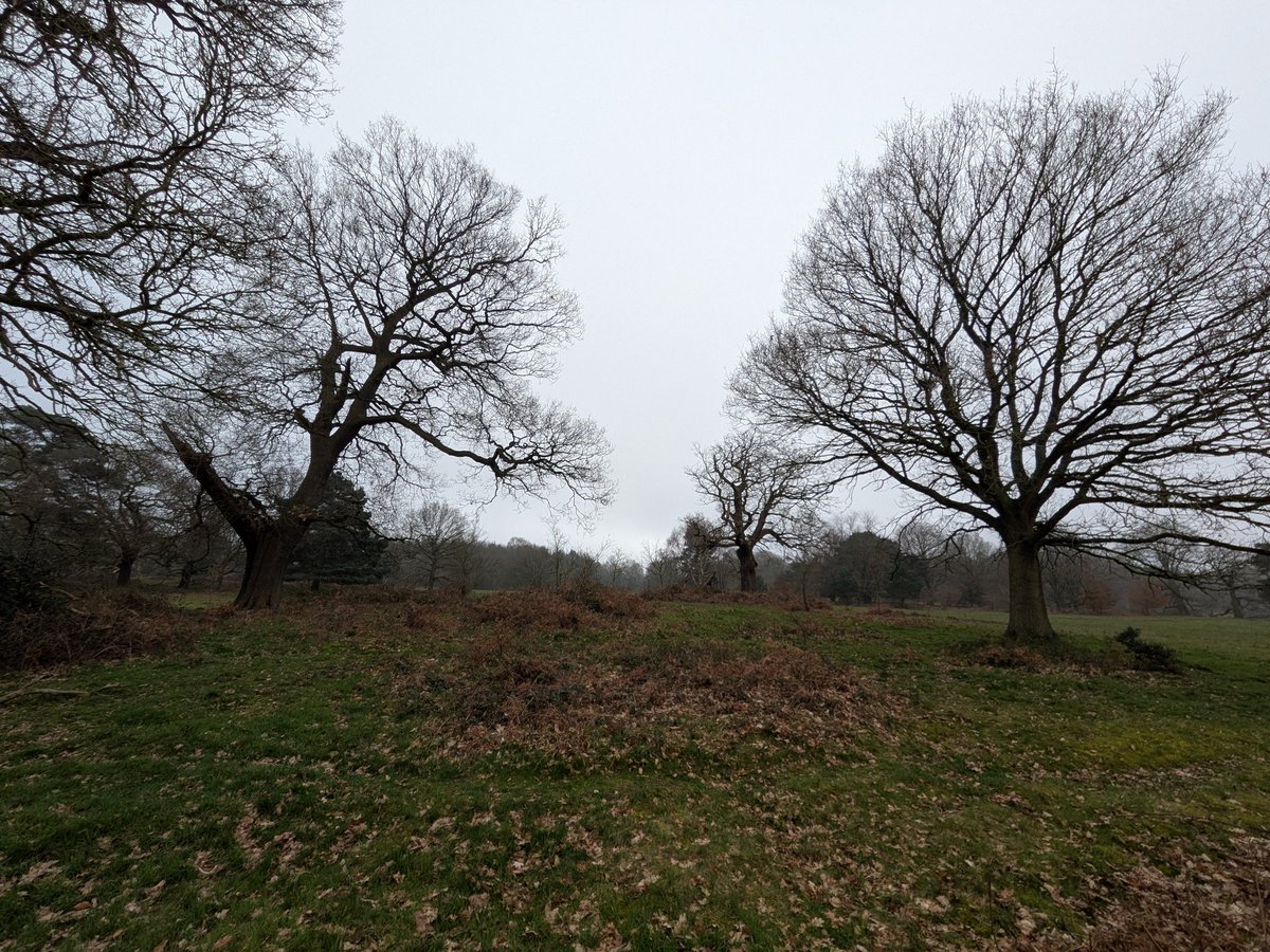ManfromMarton's tweet photo. AM stroll around @NTClumberPark today. 58 bird spp: Tawny Owl, Marsh Tit, Raven, 4 Goosander, Blackcap, 6 Chiffchaff, Grey Wagtail, Siskin, 5 Nuthatch, 3 Treecreeper, 7 Goldcrest, 6 Jay, 2 Green Woodpecker, Sparrowhawk, Mistle Thrush, 2 Cetti's Warbler, 12 Shoveler
@NottsBirders https://t.co/0uZvgxooUv