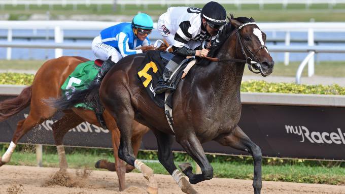 DiegoABelloTor1's tweet photo. En Ruta al Kentucky Derby

Espere hasta ayer que se disputaran el Tampa Bay Derby y El San Felipe Stake para poder decidirme por mis favoritos al Kentucky Derby.

Esta generación nacida en el 2023 la caracterizan 2 cosas hasta ahora a mi criterio. Falta de estamina (Para no llamarla ausencia) y calidad limitada a unos pocos, por eso me ha costado tanto encontrar mis candidatos. 

RENEGADE: Irad Ortiz -Todd Pletcher 4-1-2 Into Mischief abuelo Materno Curlin. Parece q alli esta la estamina, gano el Sam F Davis como quiso yo diria a un 85% de su capacidad a ese momento, rompiendo su Maiden remato en 5.4 esos 100 mts finales y su Gallop Out fue extraordinario. (Le metió 6 largos a The Puma) Antes en el Remsen con un solo ajuste y habiendo perdido 2 semanas de trabajos llego 2do su próxima salida sera el Arkansas Derby en Oaklawn Park, quien lo  montara? Porque Irad casi seguro se quedara con Commandment y la opcion B Johnny Velazquez estara up en Nearly (sera Luis Saez? O tal vez Tyler Gaffalione o Jose Luis Ortiz.

Chief Wallabee: Junior Alvarado - Bill Mitt. Constitution abuelo materno Medaglia D' Oro 2-1-1. Lo dije de todos los potros que he visto debutar el q mas me impresiono y n ese debut ha sido este. Le gano a The Puma en 2 manos, y de MSW a un grado 2 de 1400 mts a 1700 mts dio ese salto de calidad para llegar 2do donde Junior Alvarado se atribuye la responsabilidad de la derrota afirmando q esos caballos no se lo vuelven a ganar. Su siguiente salida es altamente probable q sea el Wood Memorial stake en Aqueduct o el FL Derby. Mi unica duda (La calidad la tiene) llegara a 2000 mts?

Esa es mi escogencia para Las Rosas