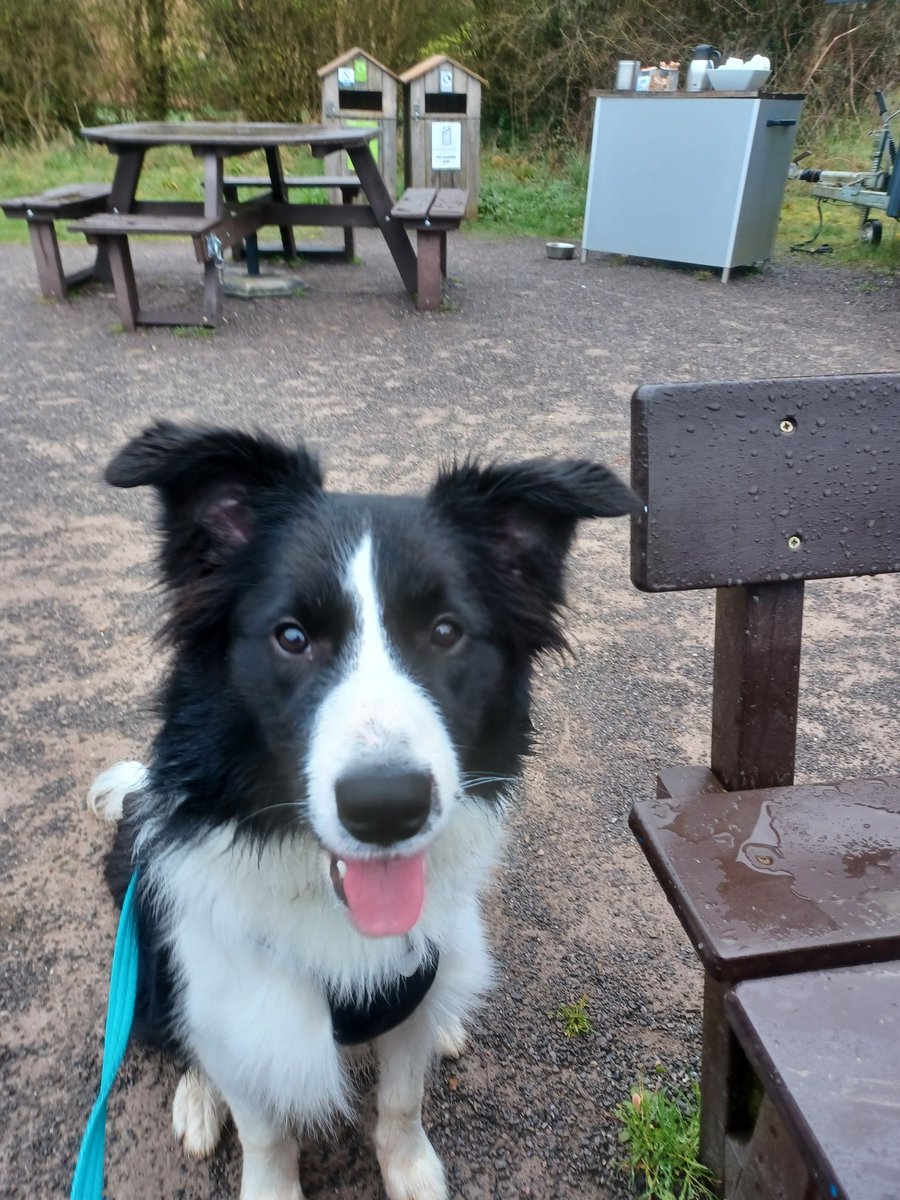 Susan Elliott tweet media