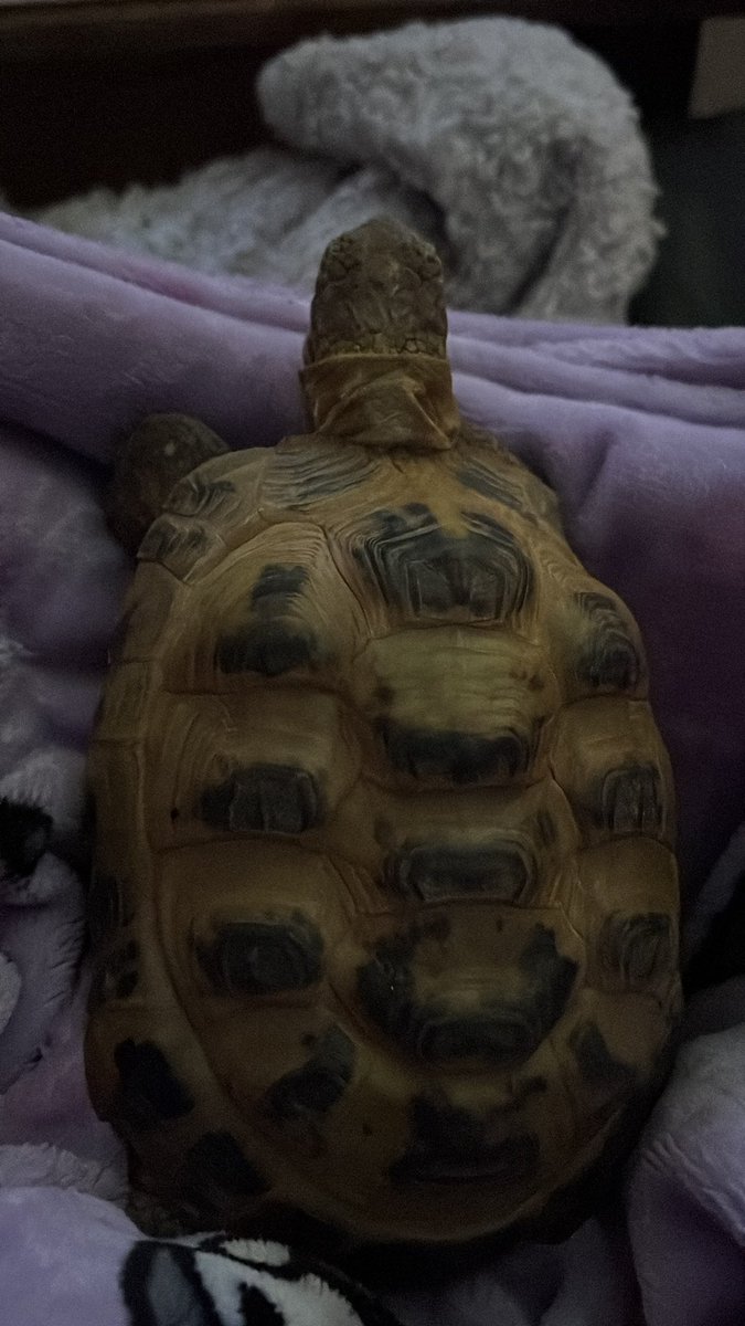 kim IRON LUNG!! tweet media