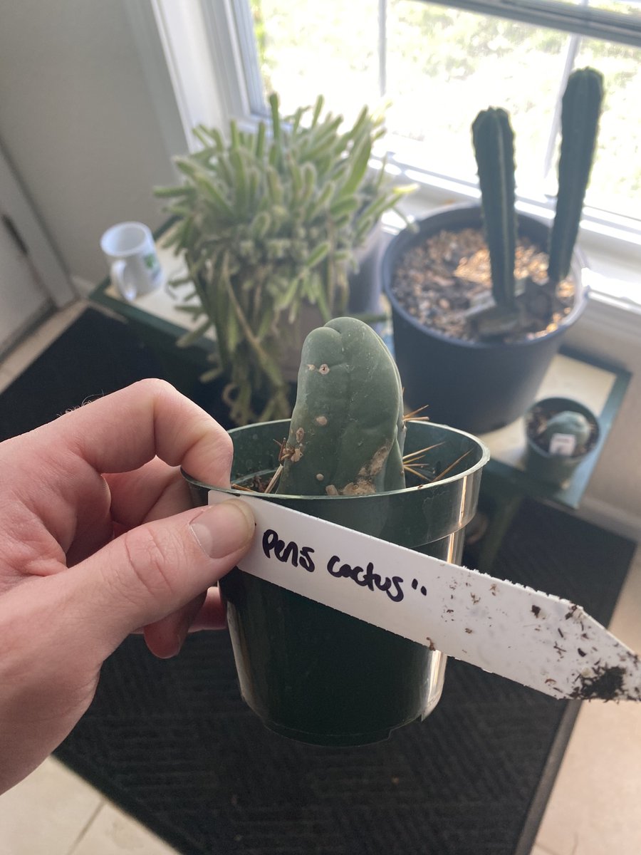 HONEY BERRY PLAYBOY tweet media