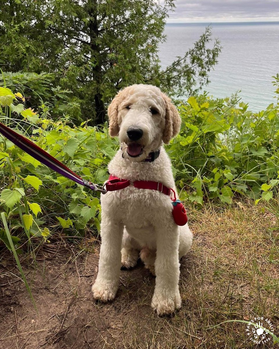 4 Paws For Ability tweet media