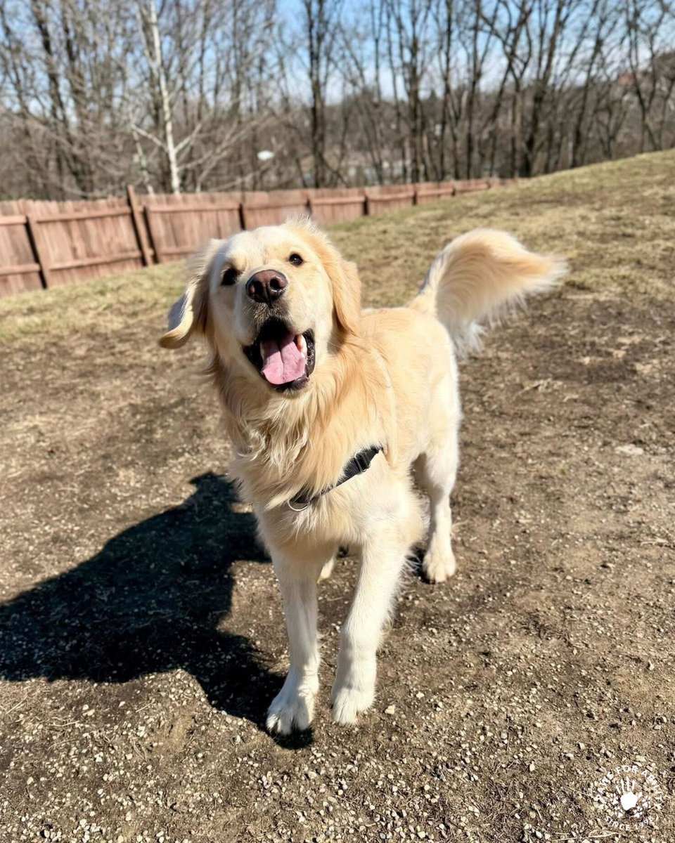 4 Paws For Ability tweet media