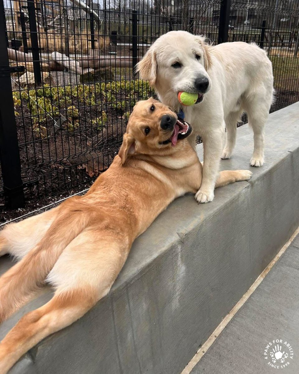 4 Paws For Ability tweet media