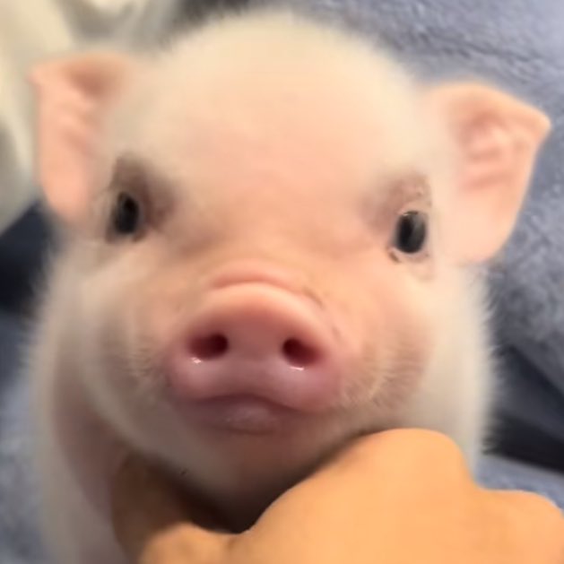 pp˚.🎀༘˚◞ tweet media