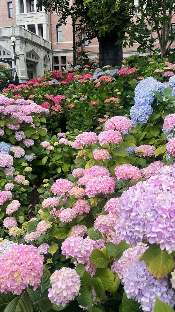 lavender ⊹ ࣪ ˖ ♡ tweet media