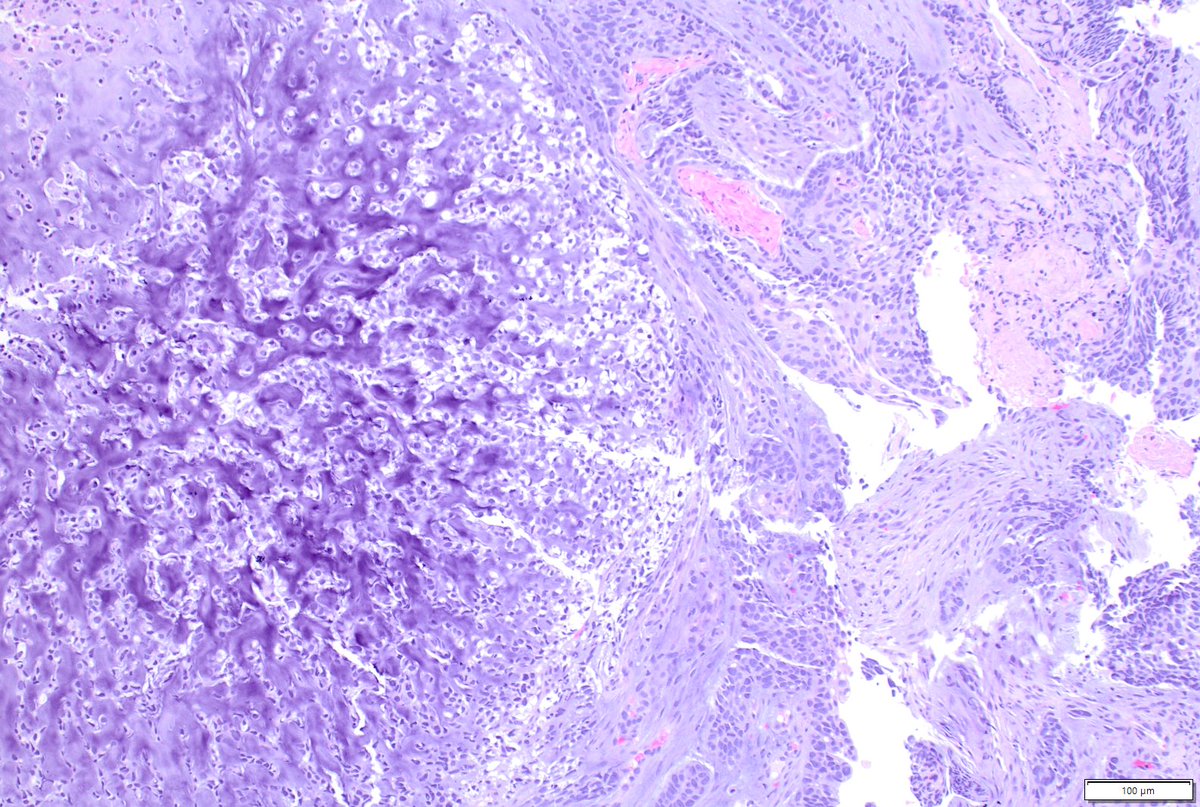 Humberto Trejo Bittar, MD, FCAP tweet media