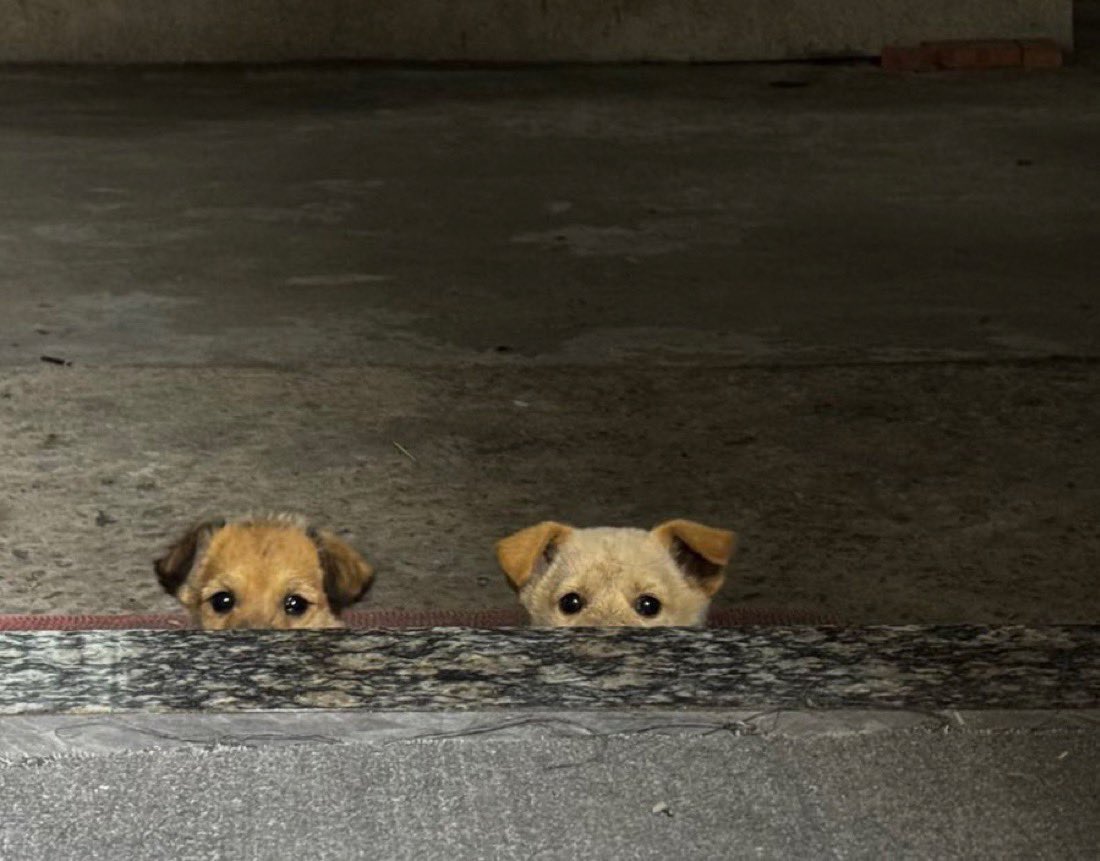 everything dogs 🐶 tweet media