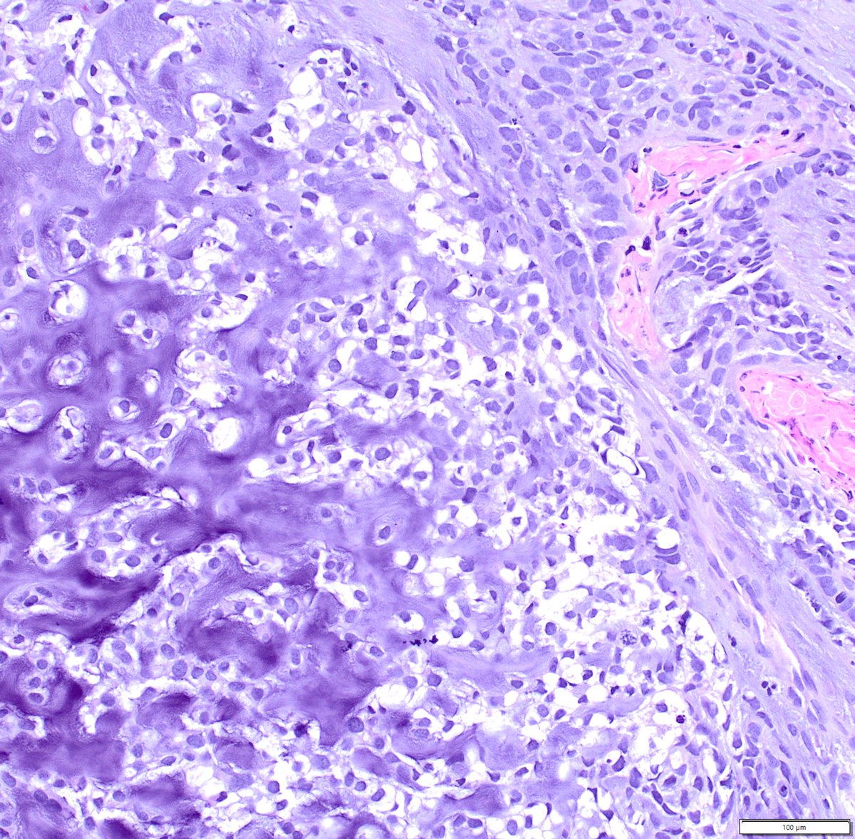 Humberto Trejo Bittar, MD, FCAP tweet media