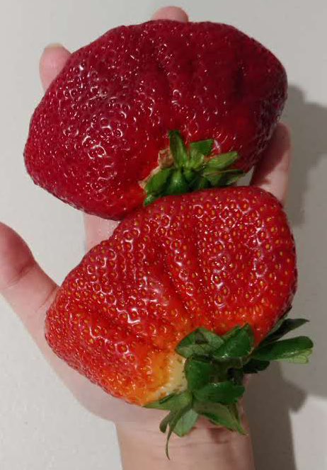 mynameiswormbat's tweet photo. 당신은 대왕부채딸기의 행운을 받으셨습니다🍓 대왕부채딸기야 고마워~~~~! https://t.co/Jx6HIEKuaK