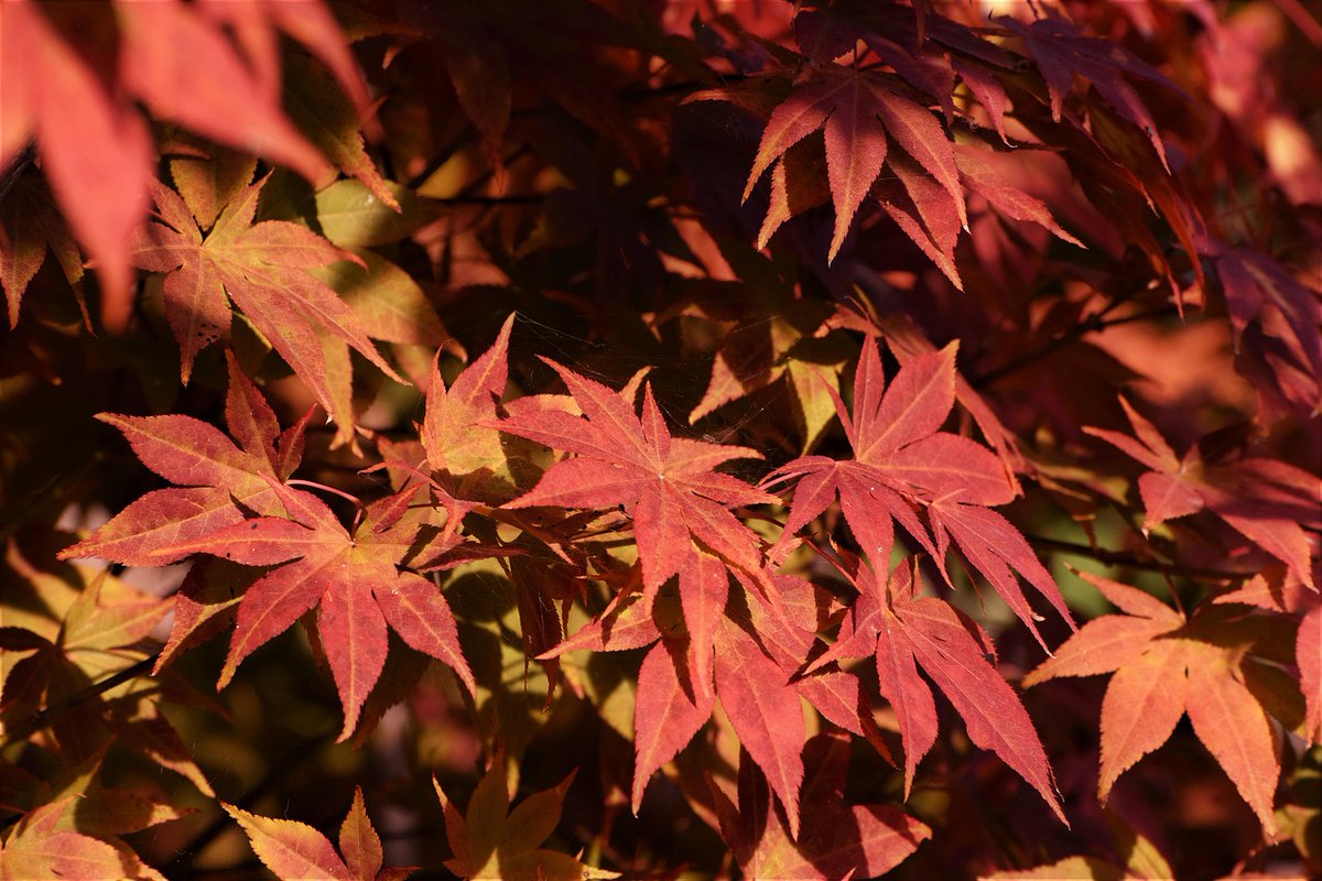 Michael Bellman tweet media