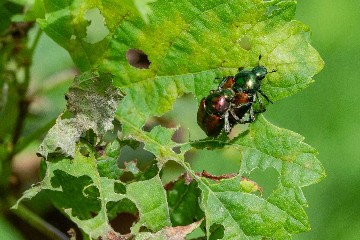 Agroscope tweet media