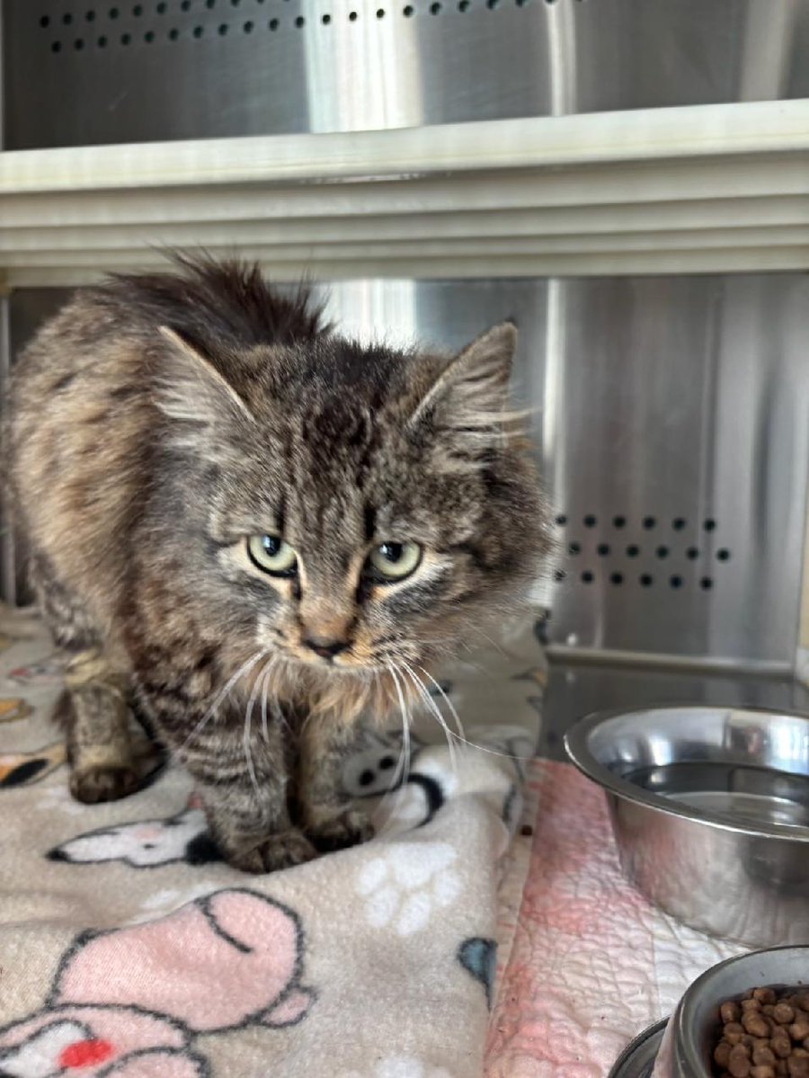 PAWSPendletonOR tweet media