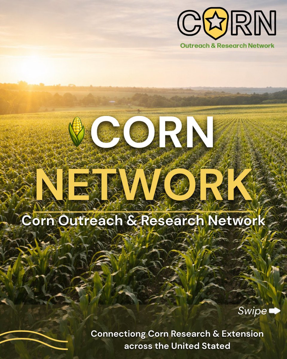 CORN Network tweet media