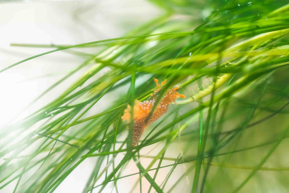 Catalina Island Marine Institute tweet media