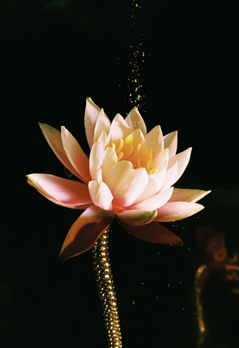 Shengzhe tweet media