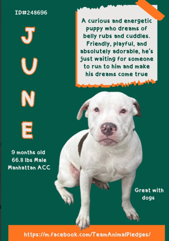 NMBewitched's tweet photo. June😍
#NewDogontheBlock
https://t.co/jqgz3jTSEL
#AdoptMe
What a family!
His sister, Lena (#248697) is in #ACCFoster
Adorable 9mos old #PuppyLove
What you see is what you get💝
A big smile, hesitant in new situations, ready to play, eager to learn.
A future cuddle partner & fabulous companion