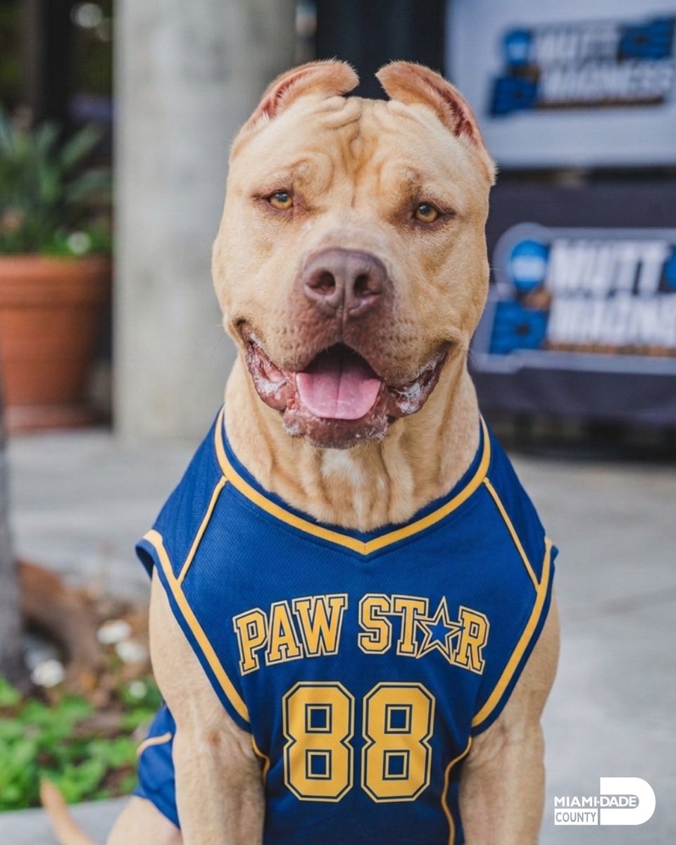 Miami-Dade County Animal Services tweet media