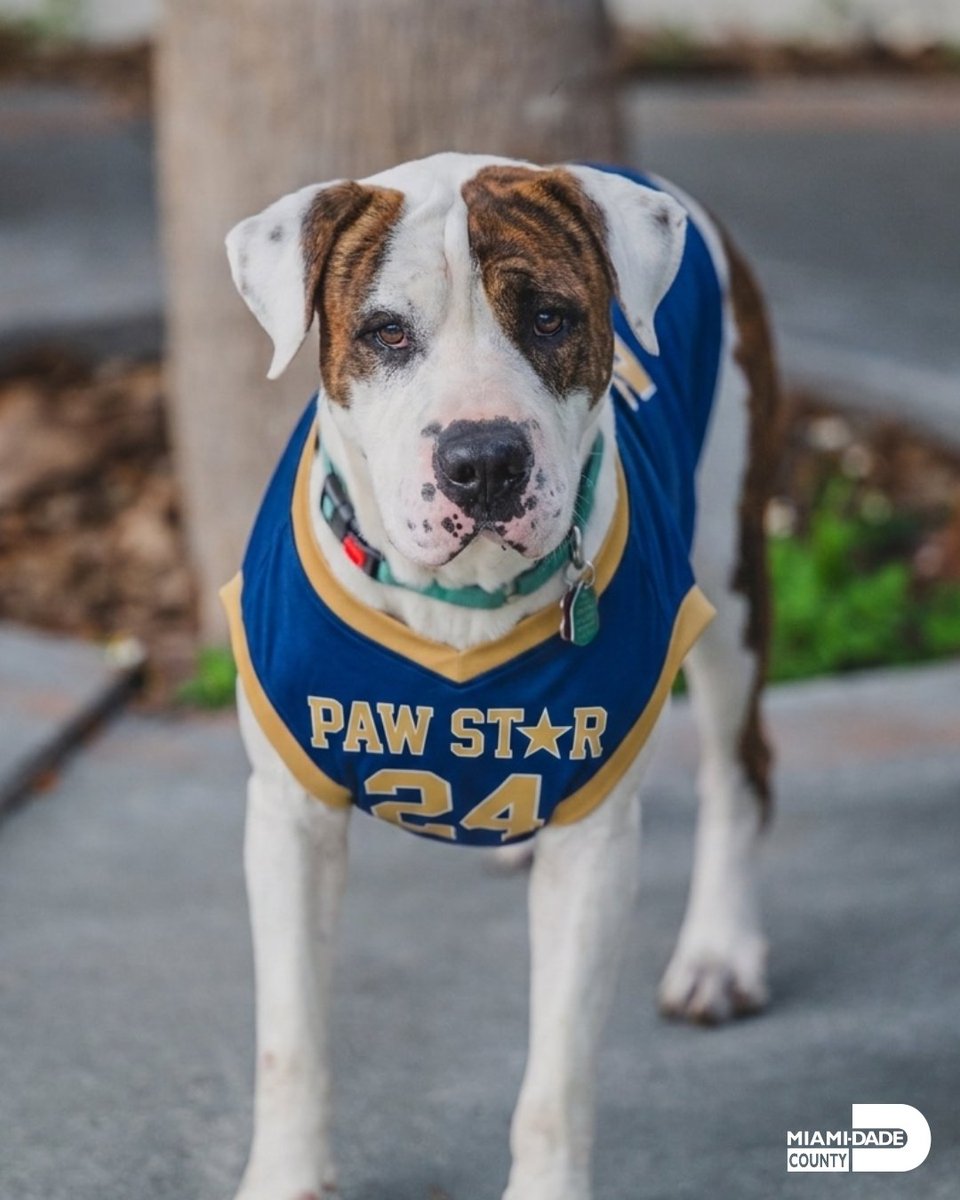 Miami-Dade County Animal Services tweet media