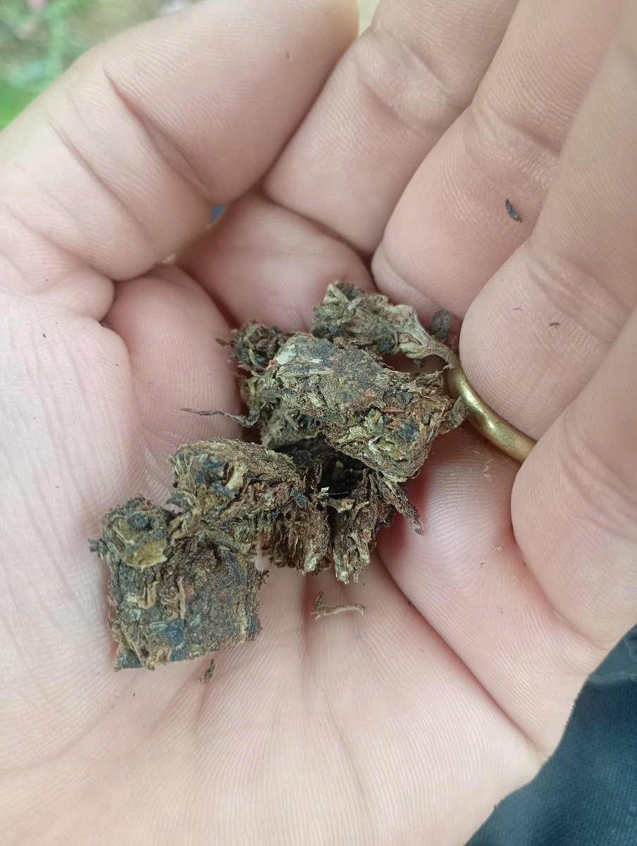 Cabeça de Gelo tweet media