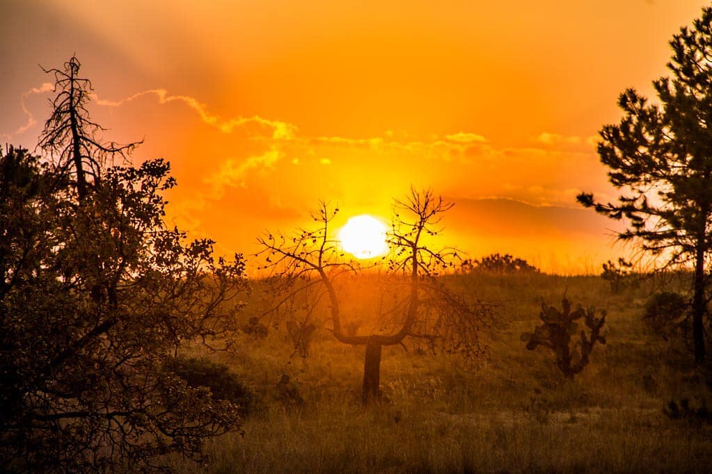 Iram Ortega 👁 tweet media