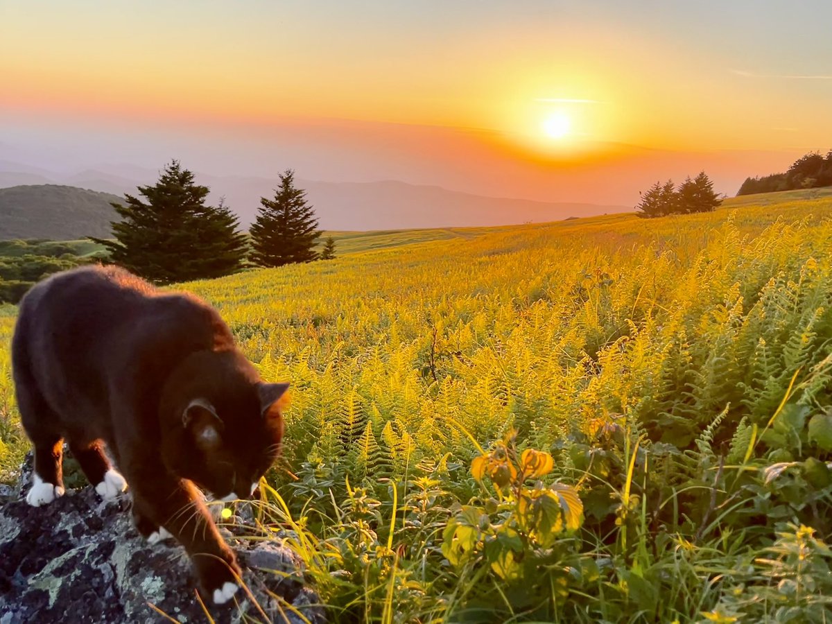 puppiandburma's tweet photo. #cats #CatsOnX #adventurecat #Love #mountains #family #virginia #CatsAreFamily #heavenly #Jesus https://t.co/kOCZtwCUij