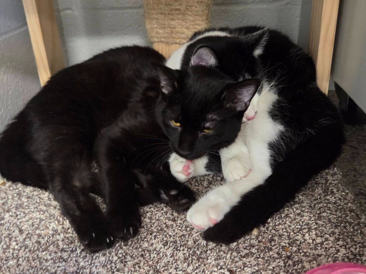 @BayAreaCU tweet media