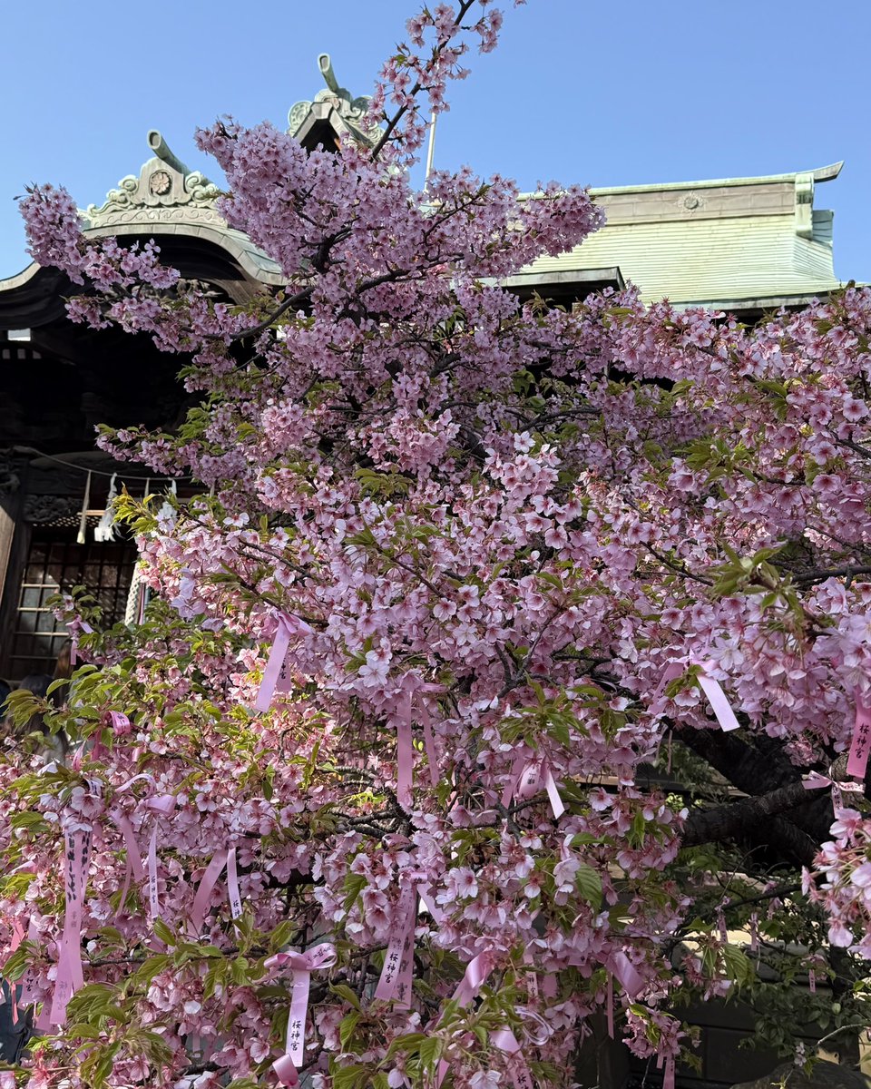 ちょっと前の桜神宮🌸
大好きな桜の季節はすぐそこ。
