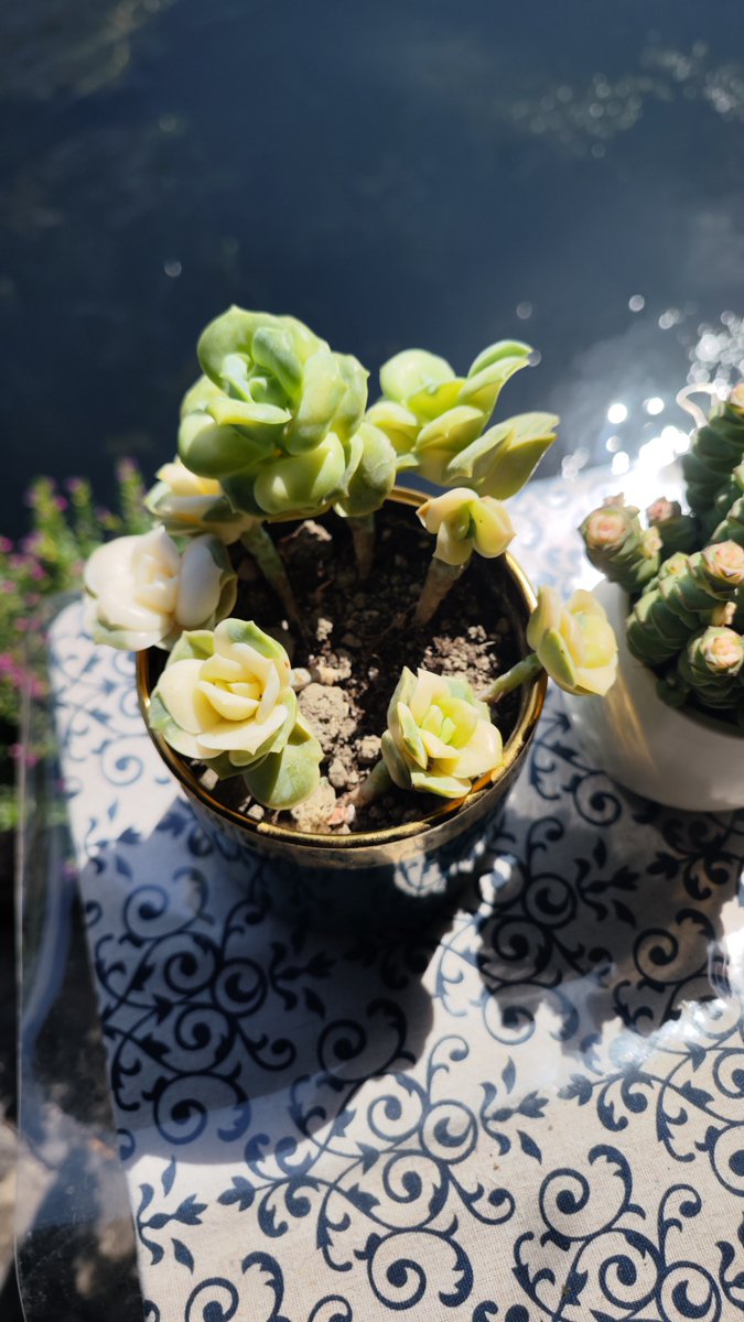 WorldRecordChallenge tweet media