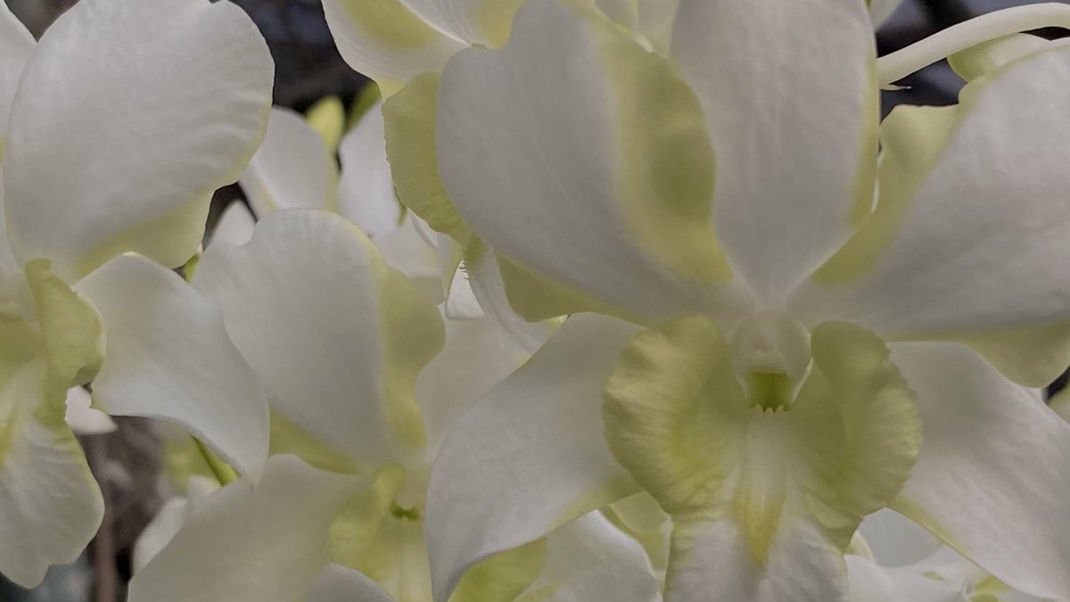 pia. 🪷 tweet media