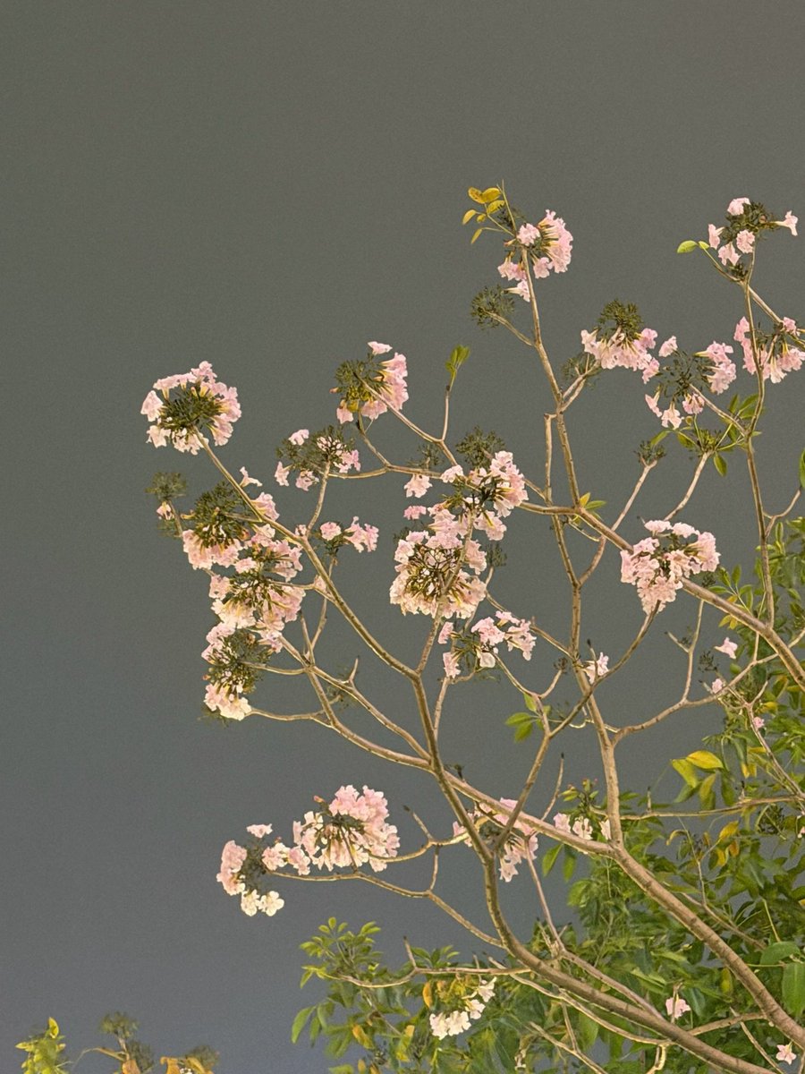 猫猫重度依赖🐾 tweet media