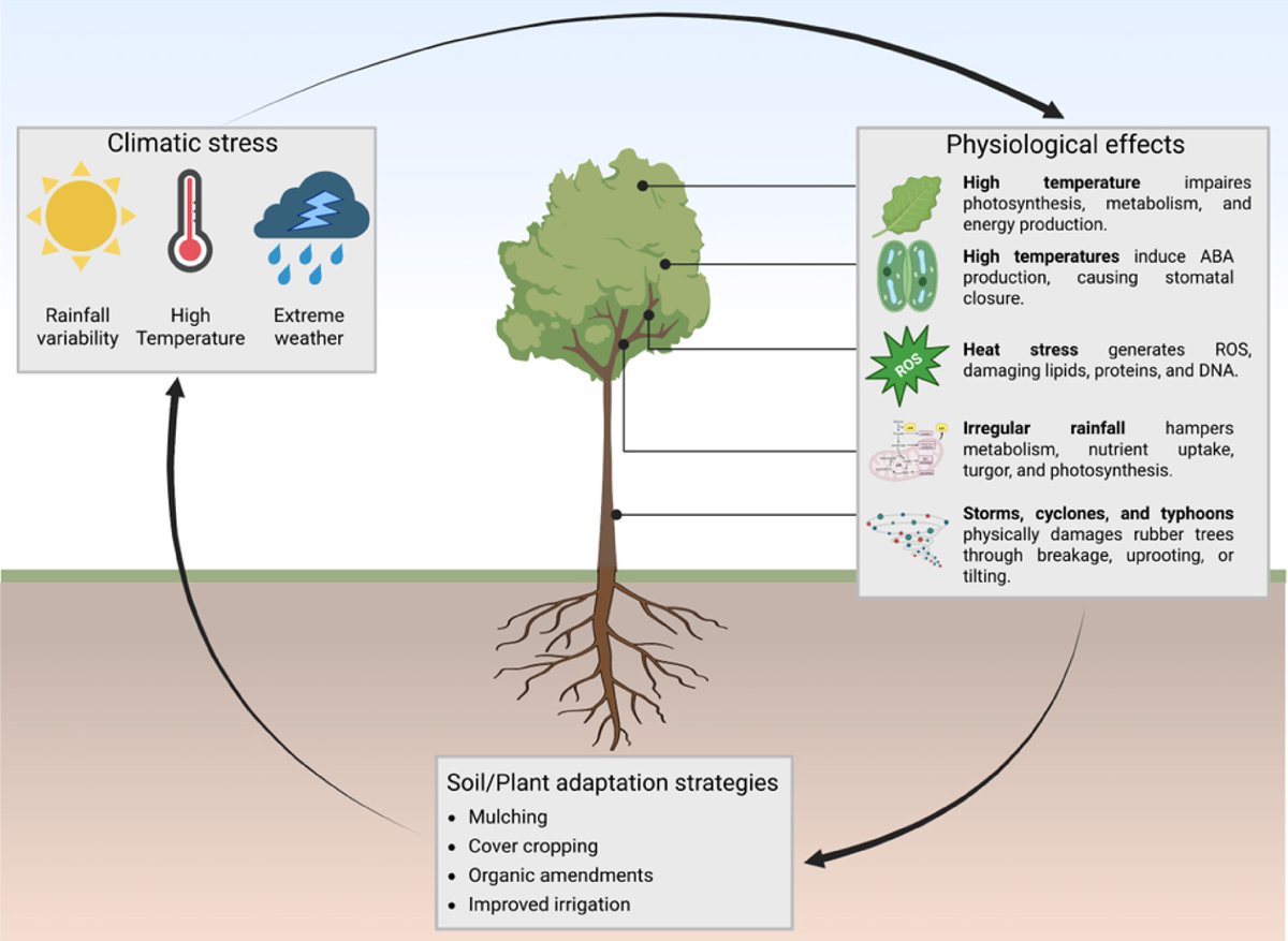 MaximumAcademic's tweet photo. #FRA
Rubber trees fuel green economies 🌱 yet face climate heat 🌡️ Soil-smart fixes boost drought-proof latex &amp; farmer futures
@FoodAdvance1 #smartfix #greeneconomy #rubbertree #economy
Details: https://t.co/turd9QiR4p https://t.co/kIk18jv7IS