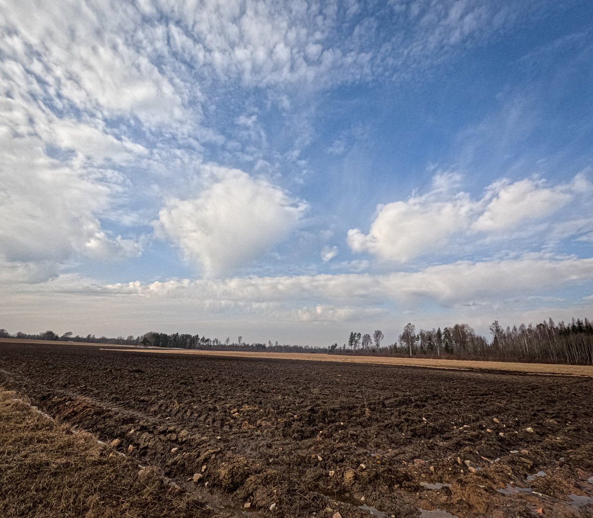 LatvianNature's tweet photo. Pirmie pavasarīgie mazie gubu mākoņi tika novēroti netālu no Rūjienas. ⛅
#clouds #cumulusclouds #gubumākoņi #mākoņi #debesis #sky #pavasaris #spring https://t.co/RuQ91Oe9Ew