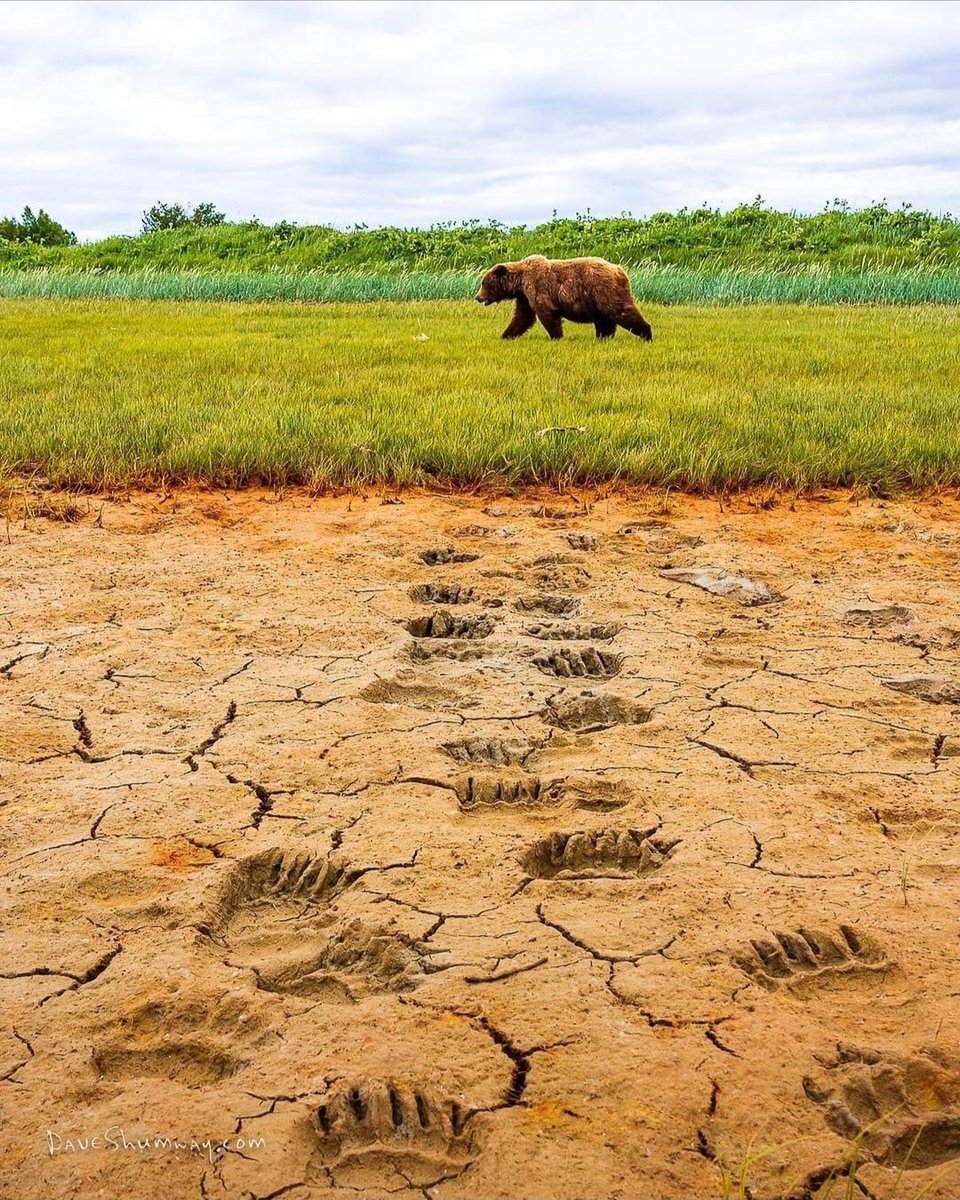 Ben Bear (@benjaminursus) on Twitter photo 