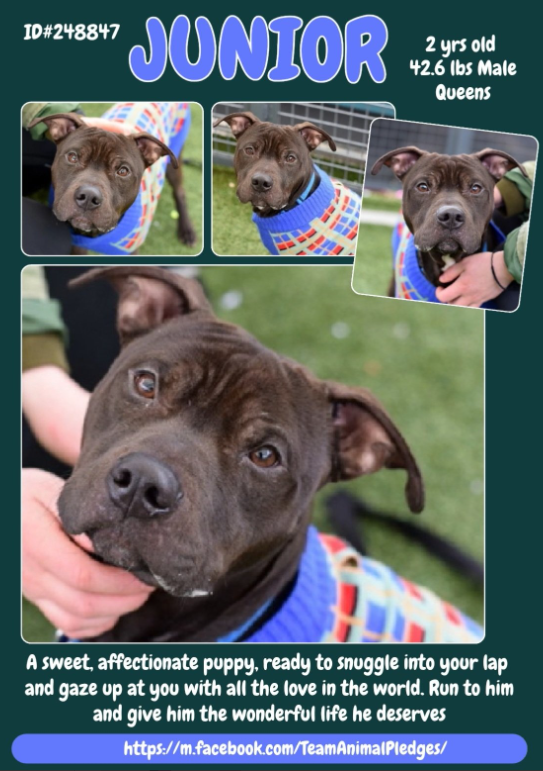 NMBewitched's tweet image. Junior😍
#NewDogontheBlock 
nycacc.app/#/browse/248847 
#AdoptMe 

What a great sign, Day 6 &amp;amp; he has been in the yard 
That means ACC likes this boy🥰

This 2yr old is sweet, social &amp;amp; gentle 
An old soul in a young body💝 
Looking for someone to call his own.