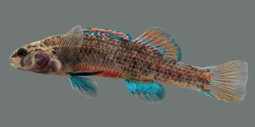 U.S. Fish and Wildlife Service tweet media