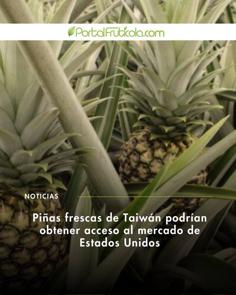 PortalFruticola's tweet image. Las piñas frescas de Taiwán podrían obtener pronto acceso al mercado de Estados Unidos.

El proceso regulatorio está en su etapa final.

Más detalles en el link: f.mtr.cool/fiwbdqrndo 

#Piña #Agricultura #Exportaciones #IndustriaFrutícola