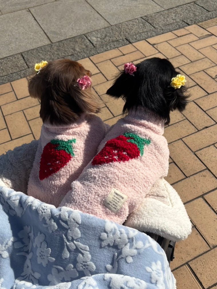 ame_02_x's tweet photo. 🐶と🍓 https://t.co/fo8wwnsl35