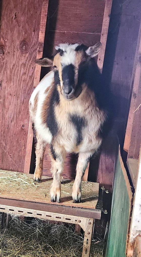 🐐Winston🌈Thatcher🌈Domino, Walnut, Jasper🐐 tweet media
