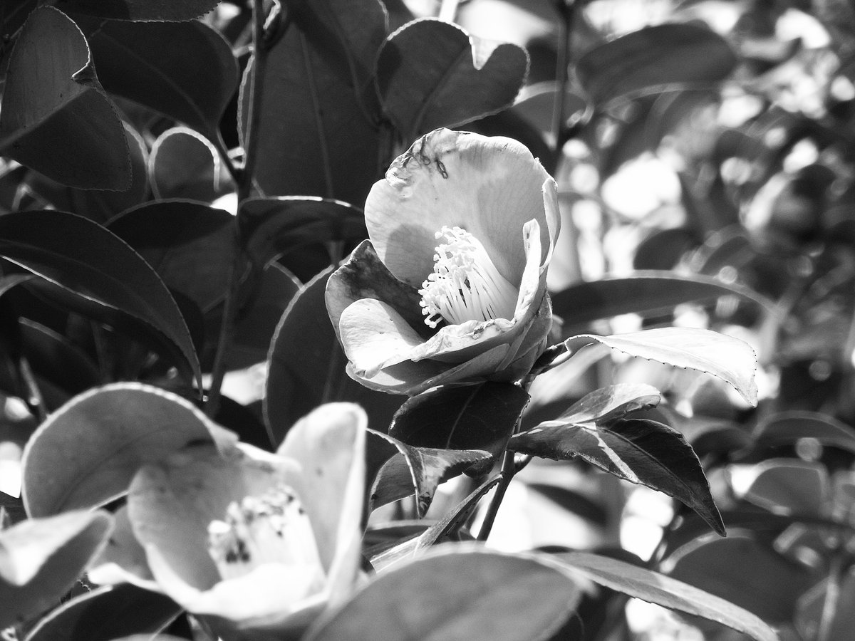 tomo7541's tweet image. 今日の気まぐれスナップ。

RICOH R10

#RICOH