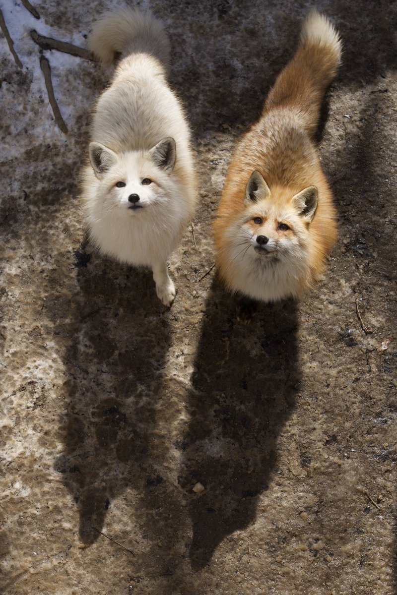 かわいい&amp;かわいい