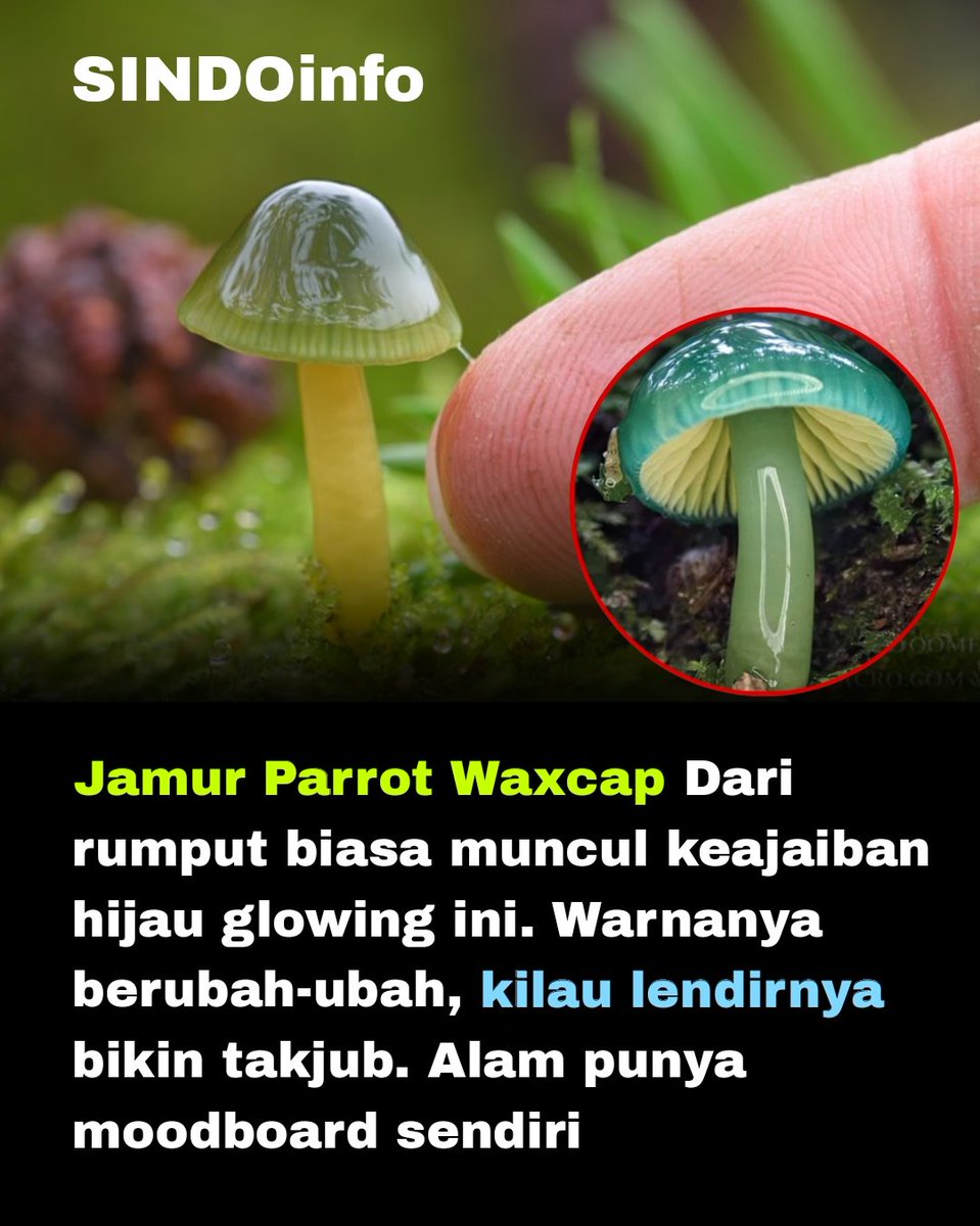 sindoinfo's tweet photo. Jamur Lilin Parrot (Gliophorus psittacinus), atau Parrot Waxcap, adalah salah satu jamur paling menakjubkan di alam. Dengan ukuran kecil (tudung 1–4 cm, batang ramping 2–8 cm), jamur ini tampak seperti keluar dari dunia fantasi Alice in Wonderland berkat warnanya yang psychedelic dan tekstur licin berlendir di seluruh bagian tubuhnya, mirip permen jelly yang berkilau.