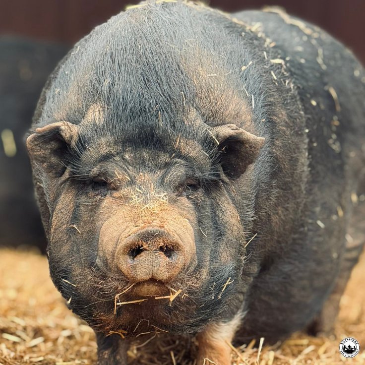 Pig of the Day 🐷 tweet media