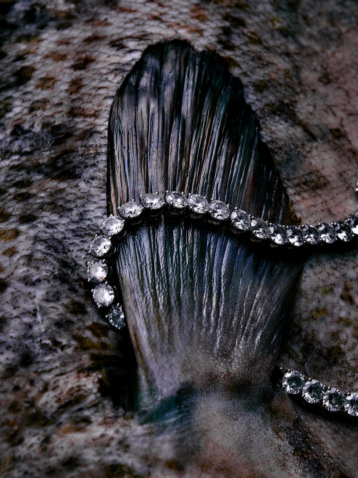 David Protein tweet media