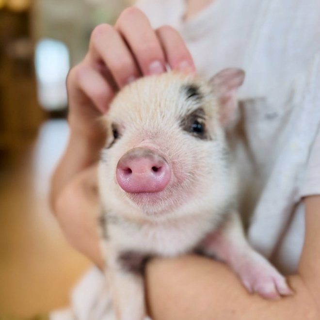 Pig of the Day 🐷 tweet media